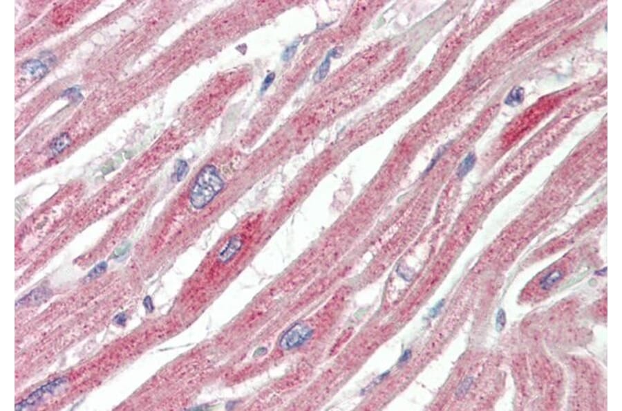 Immunohistochemistry - Anti-MAPK6/ERK3 Antibody (A83654) - Antibodies.com