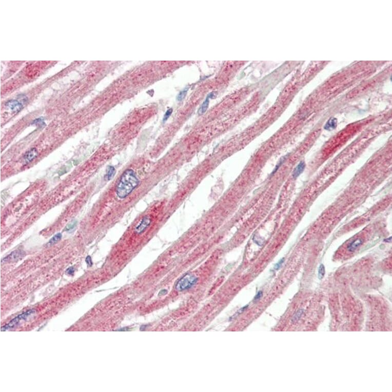 Immunohistochemistry - Anti-MAPK6/ERK3 Antibody (A83654) - Antibodies.com