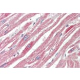Immunohistochemistry - Anti-MAPK6/ERK3 Antibody (A83654) - Antibodies.com