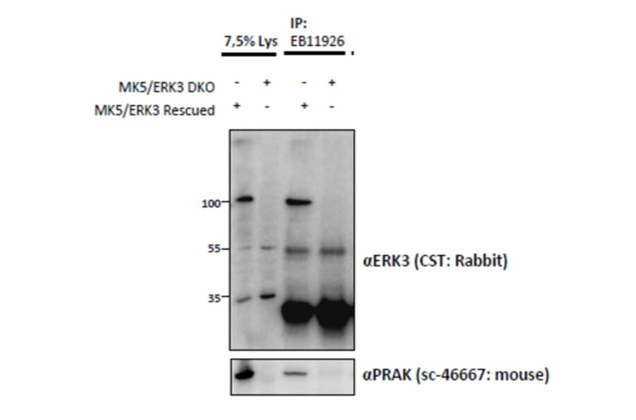 IP/Western Blot - Anti-MAPK6/ERK3 Antibody (A83654) - Antibodies.com