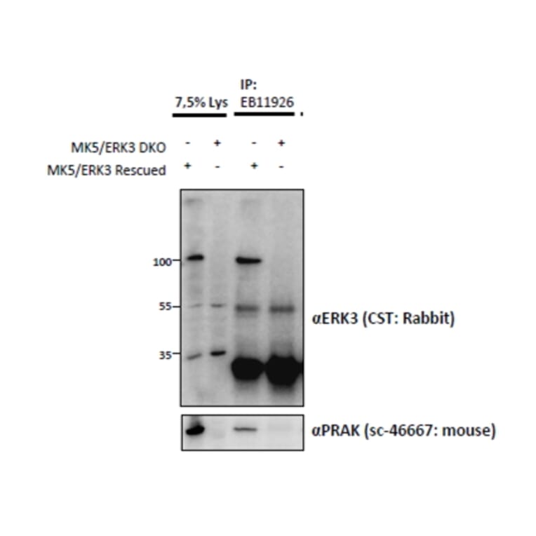 IP/Western Blot - Anti-MAPK6/ERK3 Antibody (A83654) - Antibodies.com