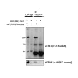 IP/Western Blot - Anti-MAPK6/ERK3 Antibody (A83654) - Antibodies.com