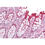 Immunohistochemistry - Anti-PICK1 Antibody (A83656) - Antibodies.com