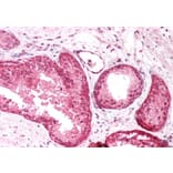 Immunohistochemistry - Anti-PICK1 Antibody (A83656) - Antibodies.com