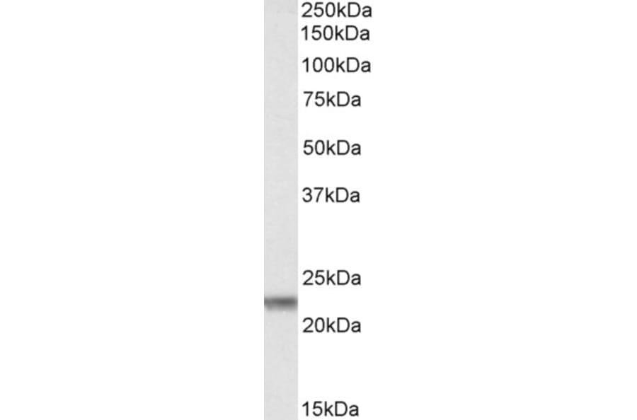 Western Blot - Anti-Claudin 14 Antibody (A83657) - Antibodies.com