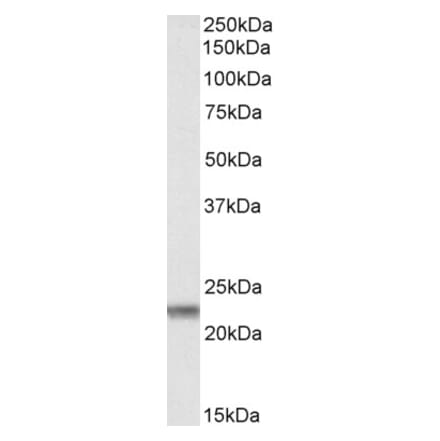 Western Blot - Anti-Claudin 14 Antibody (A83657) - Antibodies.com