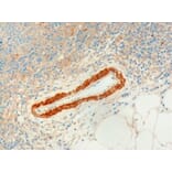 Immunohistochemistry - Anti-USP20 Antibody (A83658) - Antibodies.com
