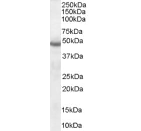 Western Blot - Anti-SERPINI1 Antibody (A83659) - Antibodies.com