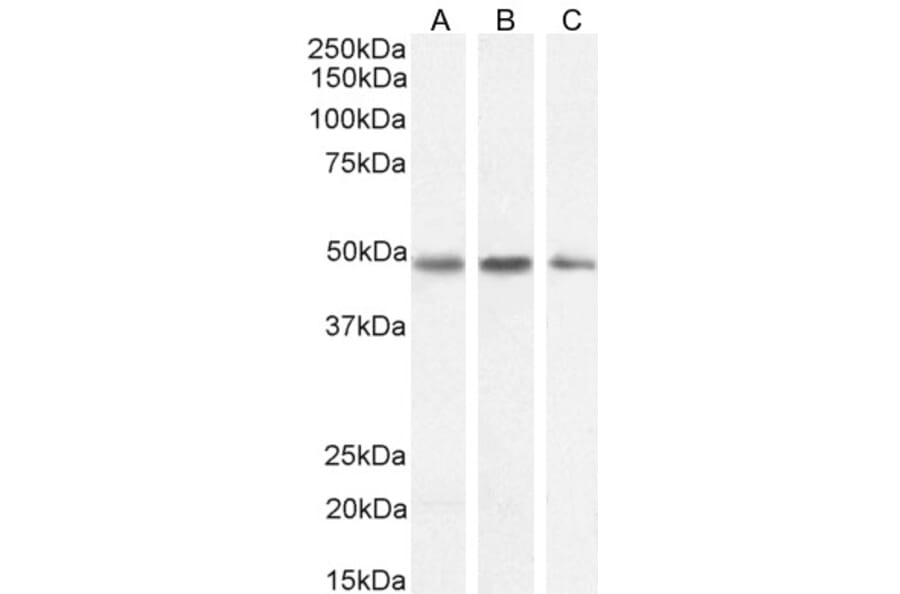 Western Blot - Anti-Neuroserpin Antibody (A83659) - Antibodies.com