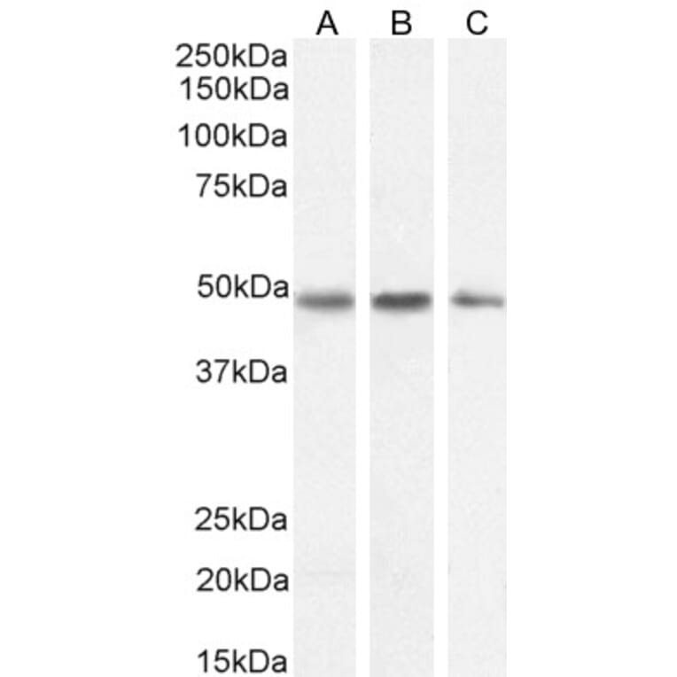 Western Blot - Anti-Neuroserpin Antibody (A83659) - Antibodies.com