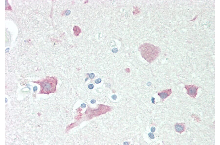 Immunohistochemistry - Anti-Neuroserpin Antibody (A83659) - Antibodies.com