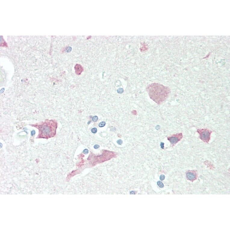 Immunohistochemistry - Anti-Neuroserpin Antibody (A83659) - Antibodies.com