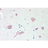 Immunohistochemistry - Anti-Neuroserpin Antibody (A83659) - Antibodies.com