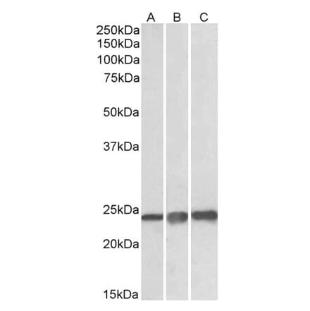 Western Blot - Anti-Peroxiredoxin 1 Antibody (A83660) - Antibodies.com