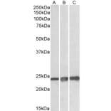 Western Blot - Anti-Peroxiredoxin 1 Antibody (A83660) - Antibodies.com