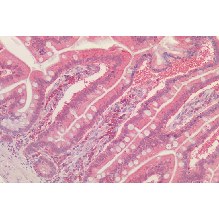 Immunohistochemistry - Anti-Peroxiredoxin 1 Antibody (A83660) - Antibodies.com