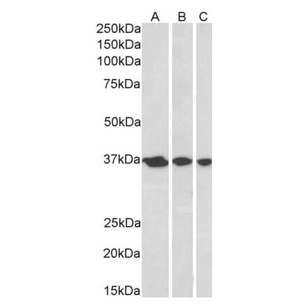 Western Blot - Anti-APE1 Antibody (A83661) - Antibodies.com
