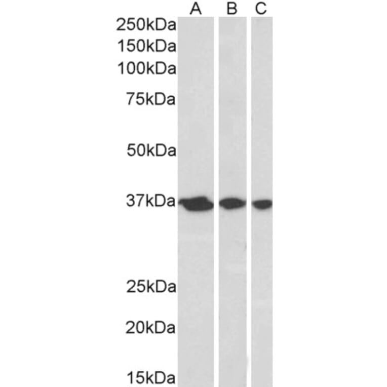 Western Blot - Anti-APE1 Antibody (A83661) - Antibodies.com