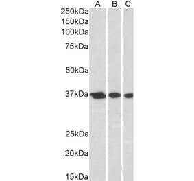 Western Blot - Anti-APEX1 Antibody (A83661) - Antibodies.com