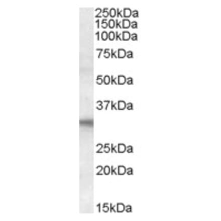 Western Blot - Anti-FHL2 Antibody (A83662) - Antibodies.com