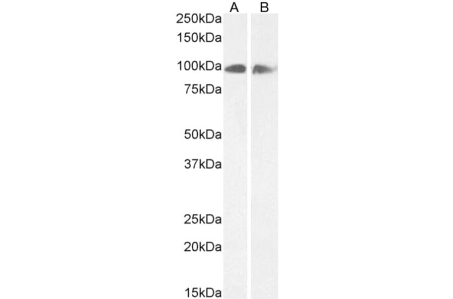 Western Blot - Anti-Calnexin Antibody (A83665) - Antibodies.com