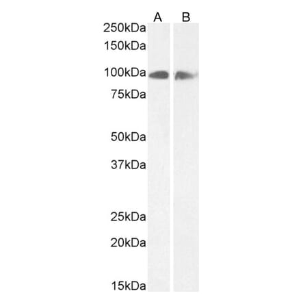 Western Blot - Anti-Calnexin Antibody (A83665) - Antibodies.com