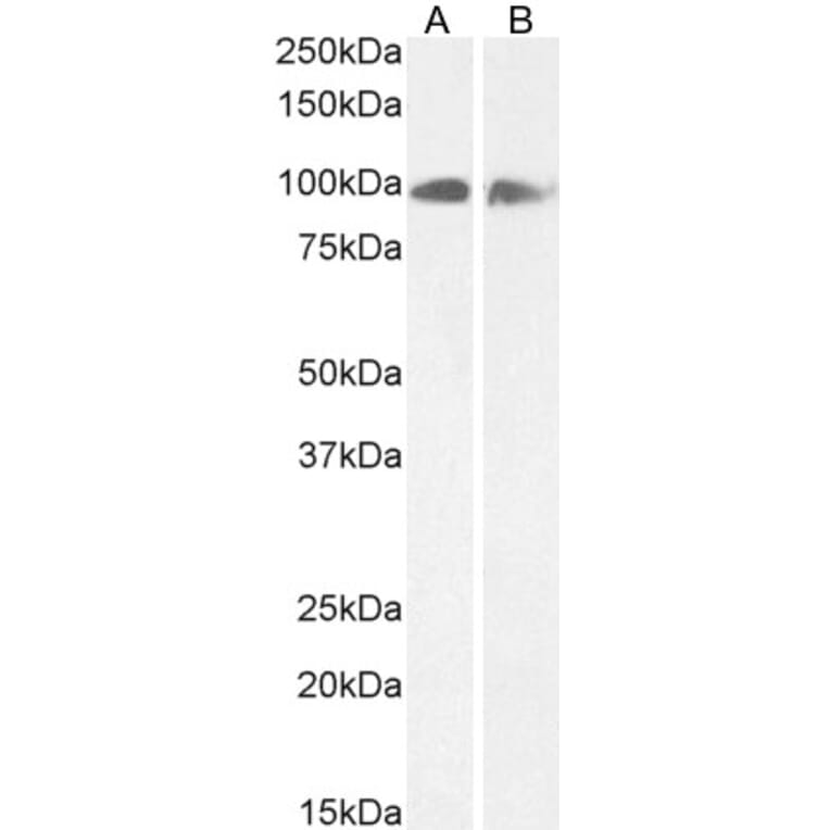 Western Blot - Anti-Calnexin Antibody (A83665) - Antibodies.com