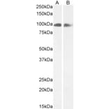 Western Blot - Anti-Calnexin Antibody (A83665) - Antibodies.com