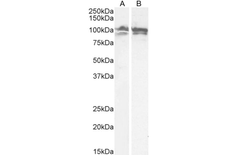 Western Blot - Anti-Calnexin Antibody (A83665) - Antibodies.com