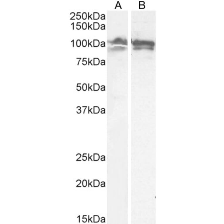 Western Blot - Anti-Calnexin Antibody (A83665) - Antibodies.com