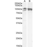 Western Blot - Anti-Calnexin Antibody (A83665) - Antibodies.com