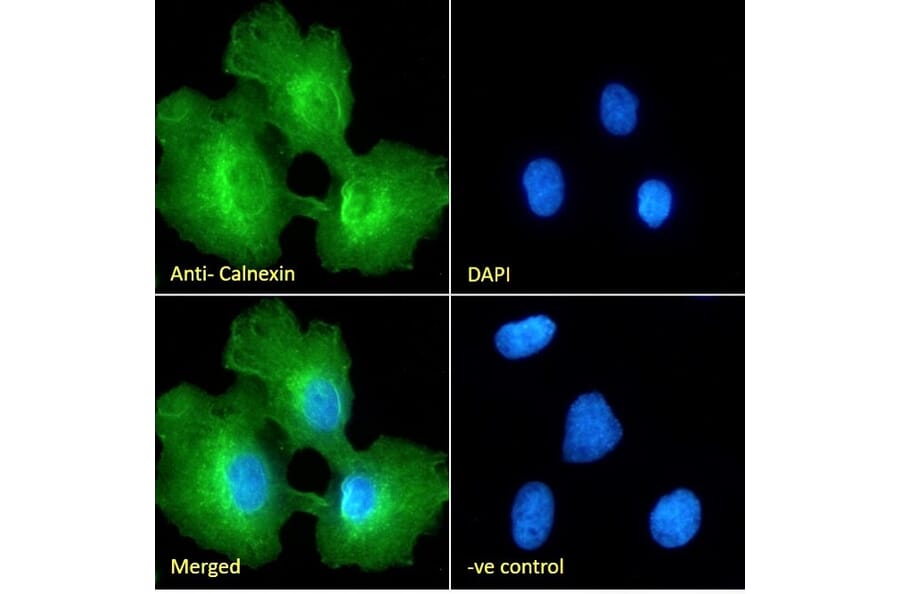 Immunofluorescence - Anti-Calnexin Antibody (A83665) - Antibodies.com