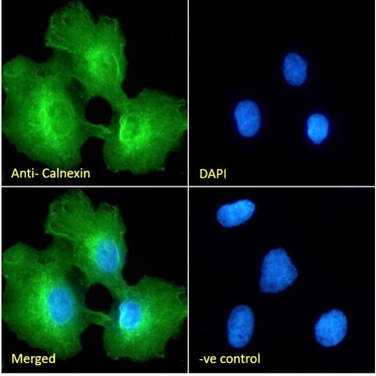 Immunofluorescence - Anti-Calnexin Antibody (A83665) - Antibodies.com