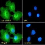 Immunofluorescence - Anti-Calnexin Antibody (A83665) - Antibodies.com