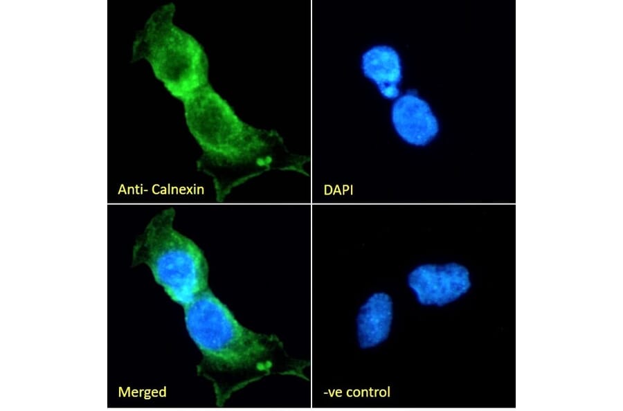 Immunofluorescence - Anti-Calnexin Antibody (A83665) - Antibodies.com