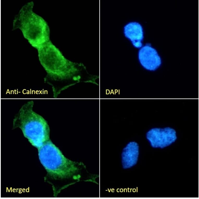 Immunofluorescence - Anti-Calnexin Antibody (A83665) - Antibodies.com