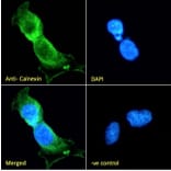 Immunofluorescence - Anti-Calnexin Antibody (A83665) - Antibodies.com