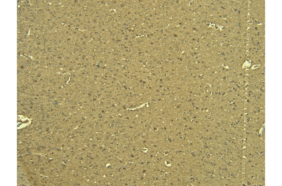 Immunohistochemistry - Anti-Calnexin Antibody (A83665) - Antibodies.com