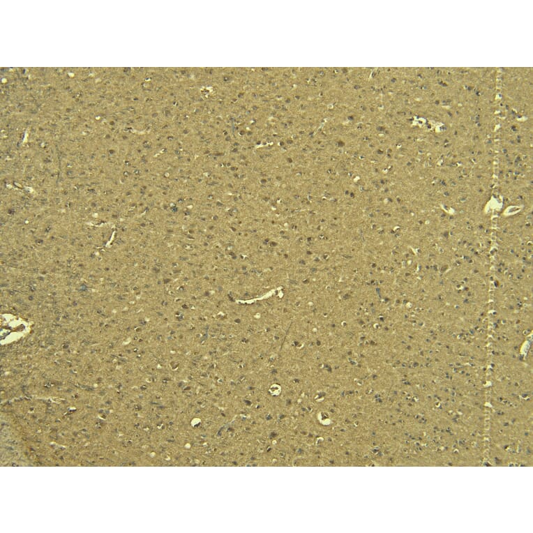 Immunohistochemistry - Anti-Calnexin Antibody (A83665) - Antibodies.com