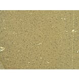 Immunohistochemistry - Anti-Calnexin Antibody (A83665) - Antibodies.com