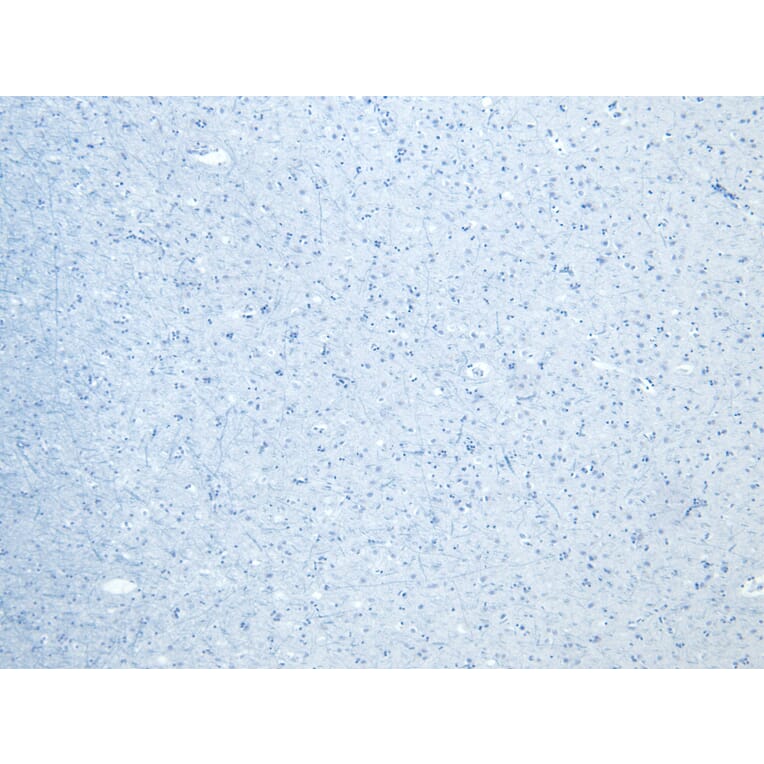 Immunohistochemistry - Anti-Calnexin Antibody (A83665) - Antibodies.com
