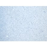 Immunohistochemistry - Anti-Calnexin Antibody (A83665) - Antibodies.com