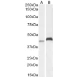 Western Blot - Anti-RNF13 Antibody (A83667) - Antibodies.com