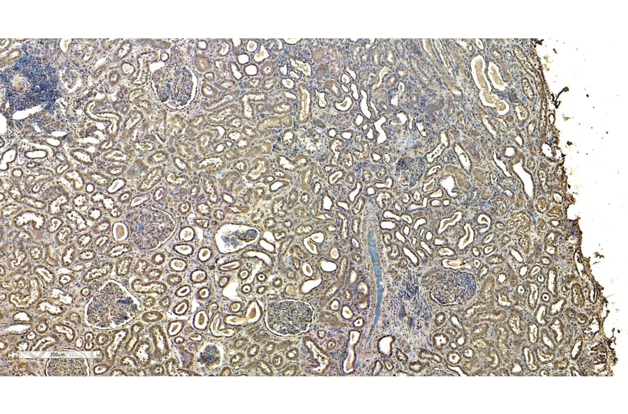 Immunohistochemistry - Anti-RNF13 Antibody (A83667) - Antibodies.com