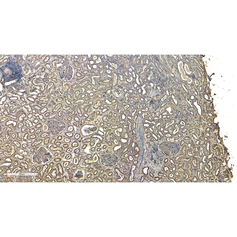 Immunohistochemistry - Anti-RNF13 Antibody (A83667) - Antibodies.com