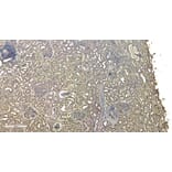 Immunohistochemistry - Anti-RNF13 Antibody (A83667) - Antibodies.com