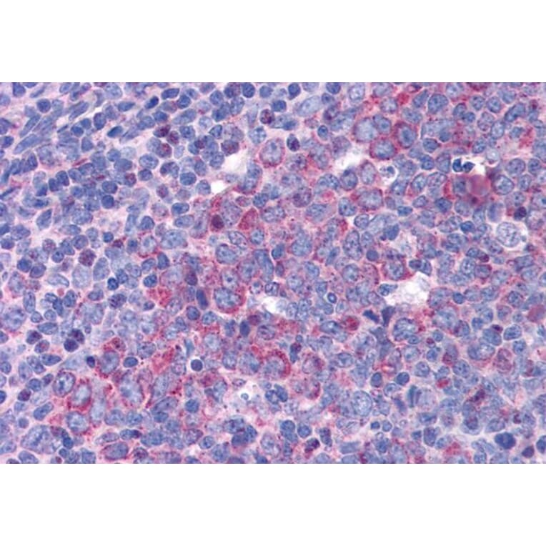 Immunohistochemistry - Anti-eIF5A Antibody (A83670) - Antibodies.com