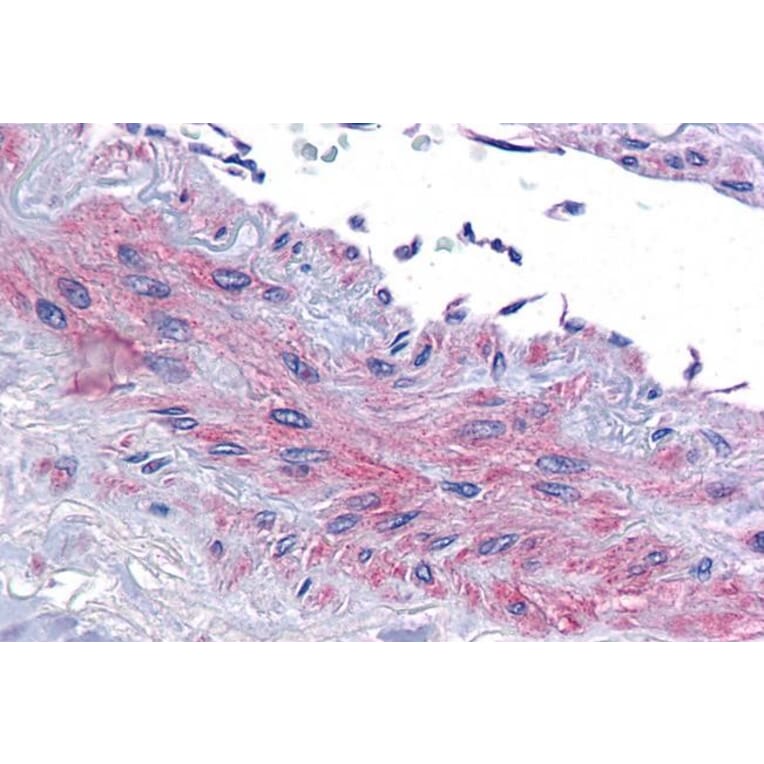 Immunohistochemistry - Anti-eIF5A Antibody (A83670) - Antibodies.com