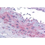 Immunohistochemistry - Anti-eIF5A Antibody (A83670) - Antibodies.com