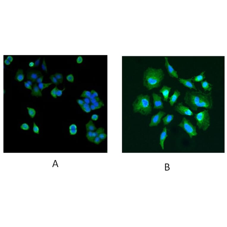 Immunofluorescence - Anti-PARK7 Antibody (A83672) - Antibodies.com